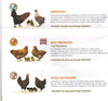 LIVE CHICKS--CHICKENS, DUCKS, TURKEYS, GUINEAS, PHEASANTS, CHICKEN EGGS