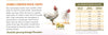 LIVE CHICKS--CHICKENS, DUCKS, TURKEYS, GUINEAS, PHEASANTS, CHICKEN EGGS