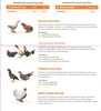 LIVE CHICKS--CHICKENS, DUCKS, TURKEYS, GUINEAS, PHEASANTS, CHICKEN EGGS