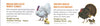 LIVE CHICKS--CHICKENS, DUCKS, TURKEYS, GUINEAS, PHEASANTS, CHICKEN EGGS