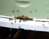 BZU99- Plastic Screen Bottom for 10 Frame