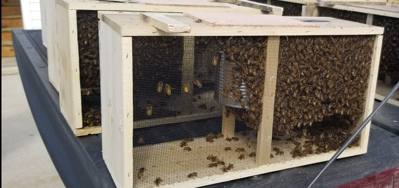WAIT LIST FOR 3# Package Of Bees 2024