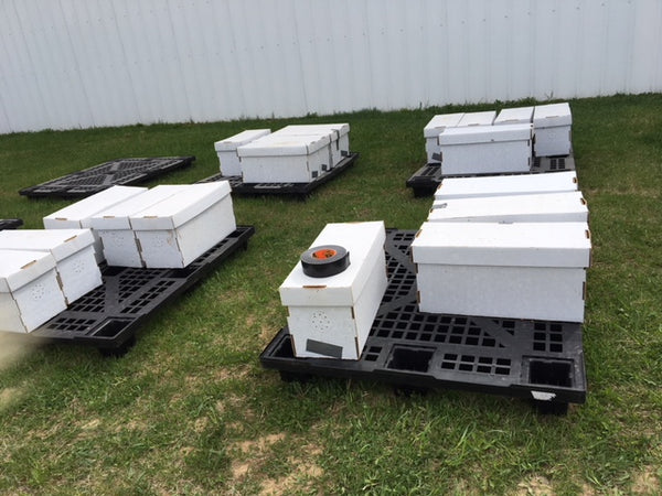 Live Bees - 2025