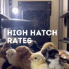 CT120 SH - Egg Incubator - Setter & Hatcher