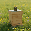 Sparkling Honey Sweetened Root Beer Soda Case